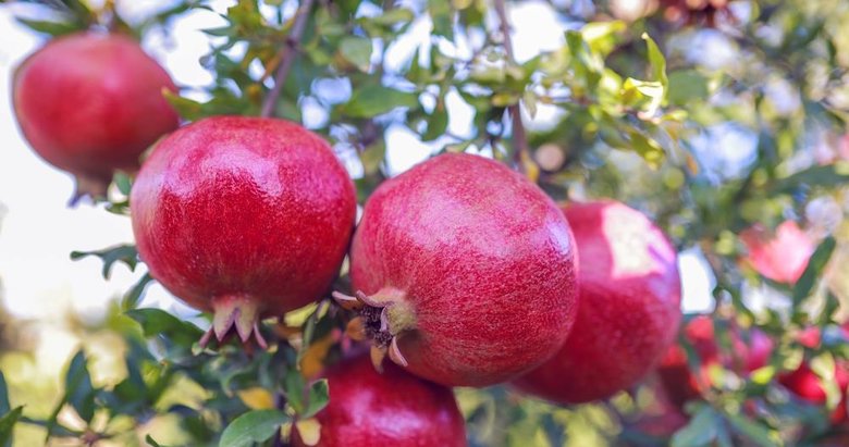 Ege Bölgesi’nde narenciye bereketi! Rekoltede Muğla lider konumda