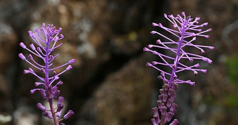 Muğla’da yeni bir bitki türü keşfedildi