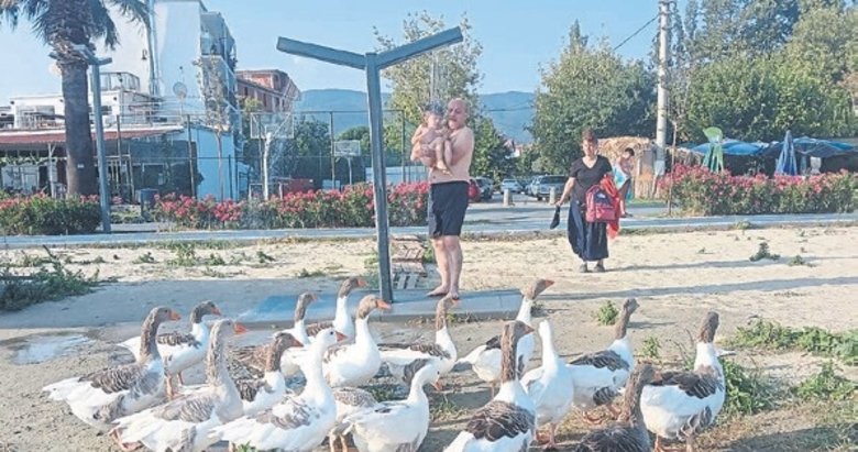 ‘Şartlı tahliye’ edilen kazlar tatilcilerle duş alıyor