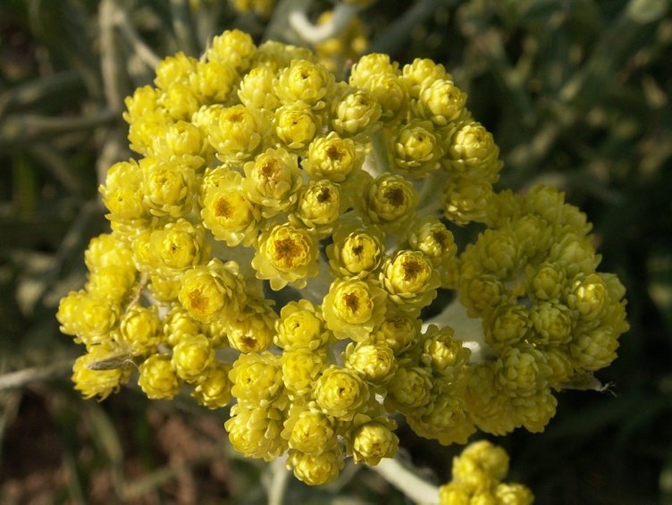 Metabolizmayı hızlandırıyor ayda 4 kilo verdiriyor! İşte o mucizevi çay