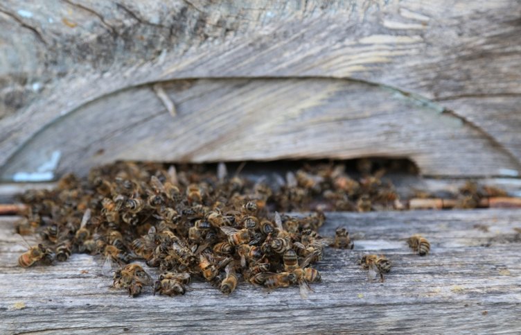 Muğla’da toplu arı ölümleri