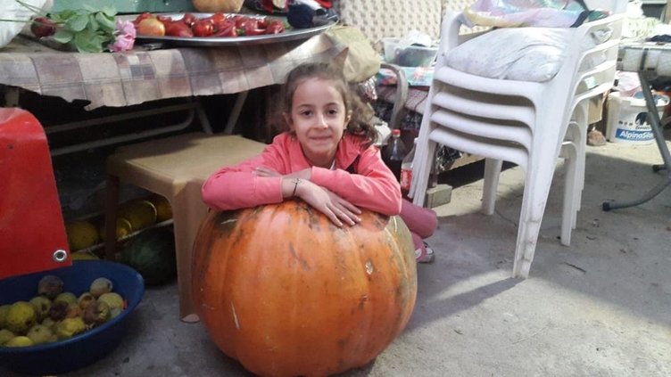 Manisa’da üzüm bağlarında devasa kabak yetişti: Tanesi 80 kilogram