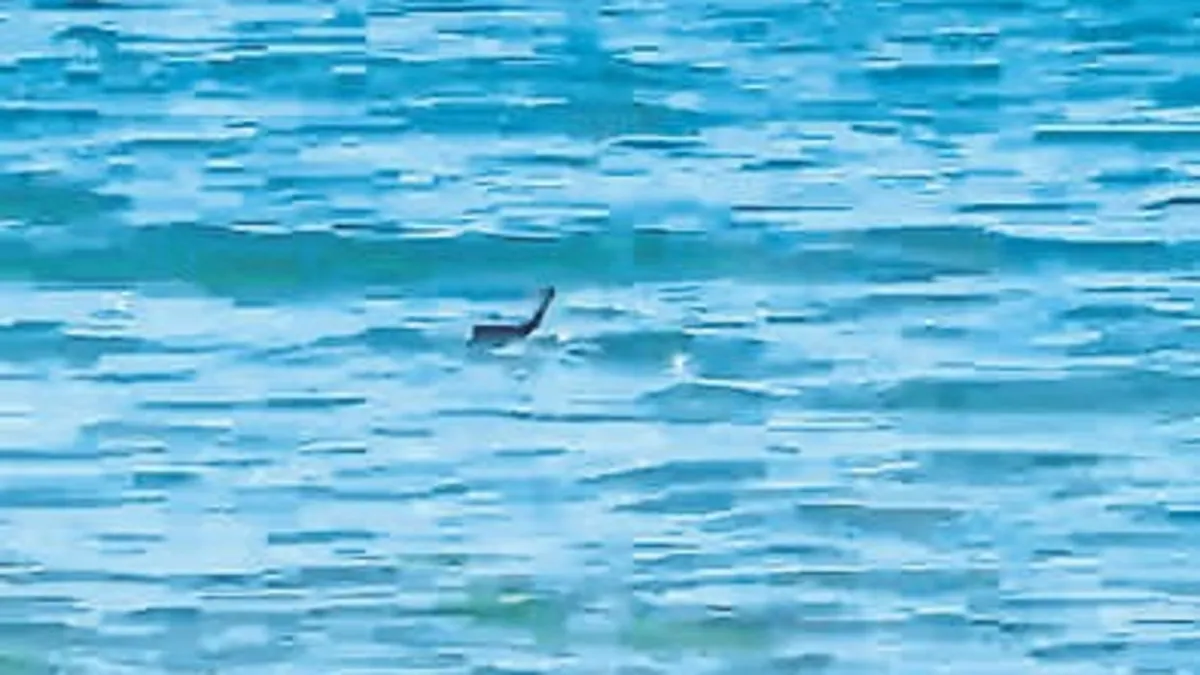 Çeşme’de denizde yüzen yılan panik yarattı