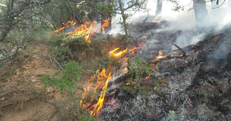 Afyonkarahisar’da orman yangını