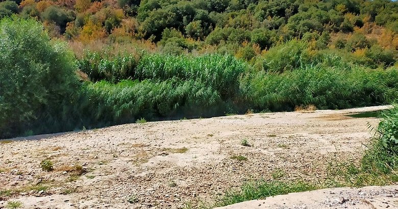 Dere yatağında kenevir tarlası!