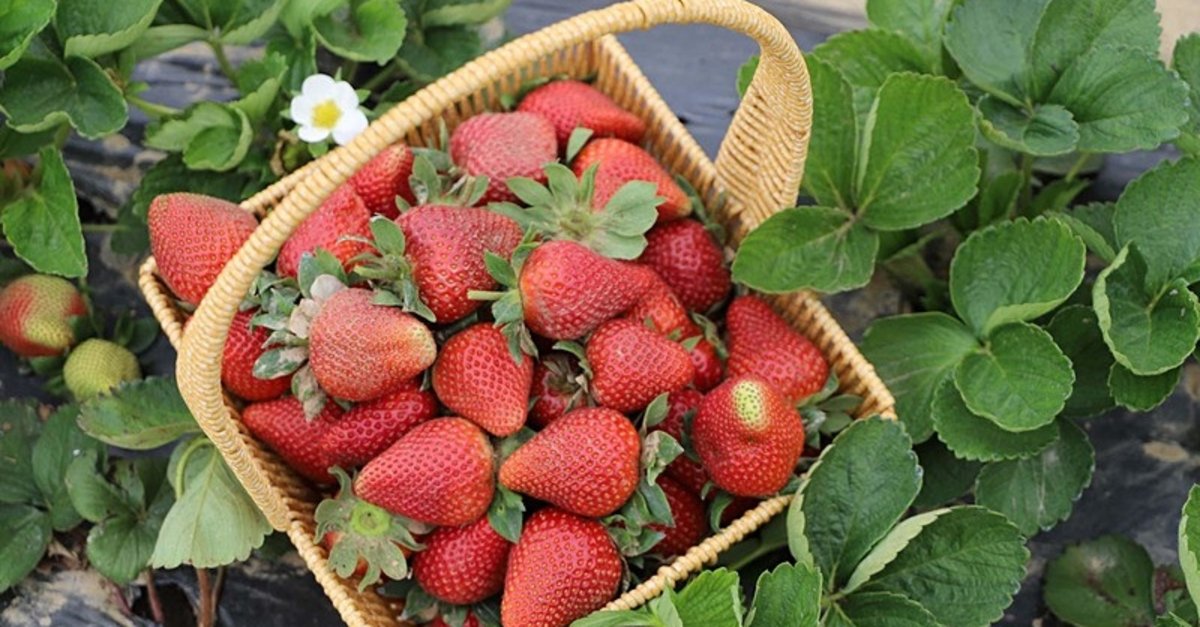 İzmir'de heyecanlı anlar! Organik çilekte hasat heyecanı başladı
