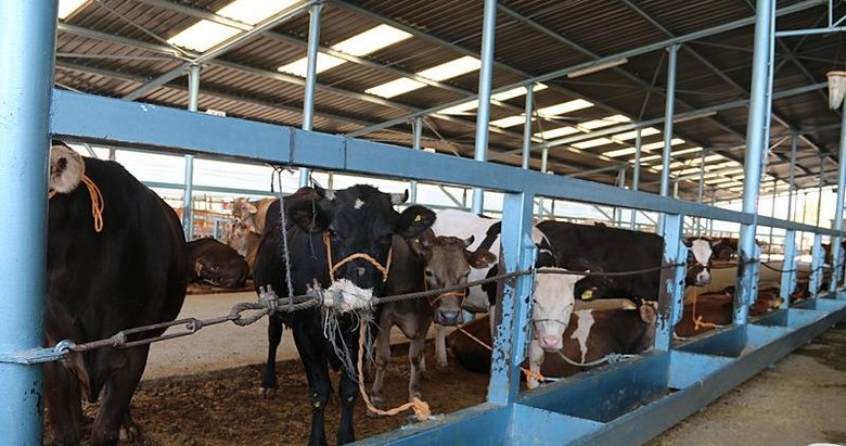 Denizli Hayvan Pazarı’nda kurban hareketliği başlıyor