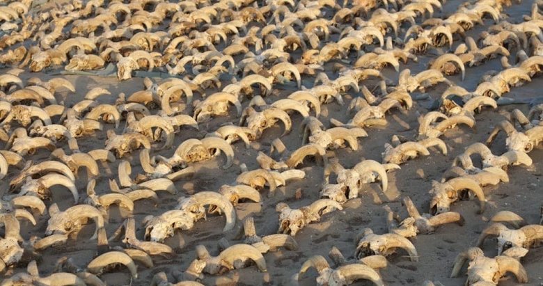 Mısır’da binlerce mumyalanmış koç başı bulundu! Şaşkına çeviren keşif