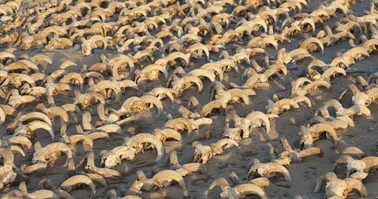 Mısır’da binlerce mumyalanmış koç başı bulundu! Şaşkına çeviren keşif