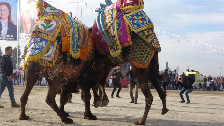 İncirliova’da 200 pehlivan deve kıyasıya güreşti