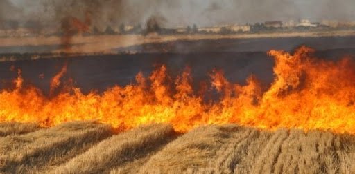 Balıkesir Valiliği orman yangınlarına karşı flaş önlemler aldı