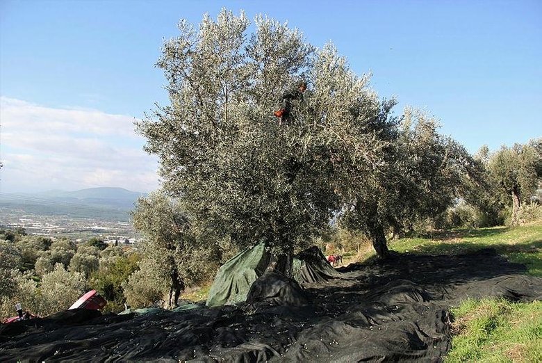 Dünyada dört bölgede yetişiyor! İzmir’de hurma zeytinin hasadı başladı