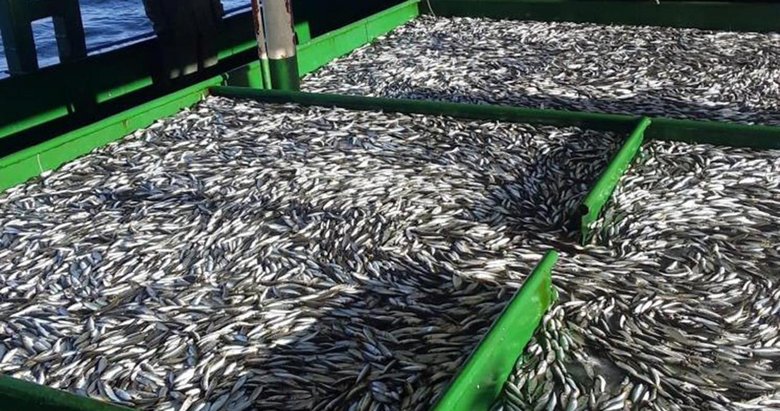 Hamsi avcılığına kota