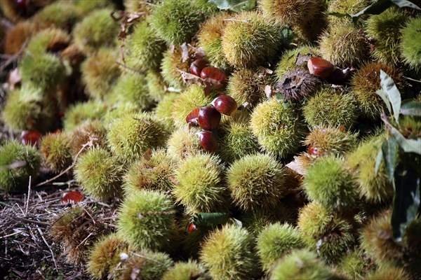 Aydın kestanesinde tehlikeli hasat dönemi başladı