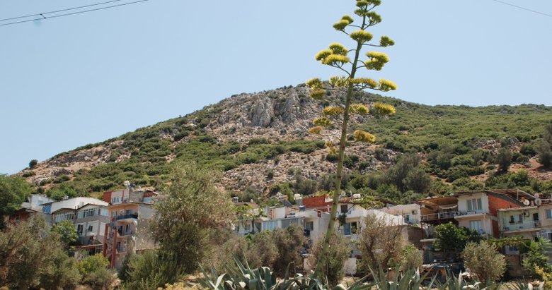 100 yılda bir çiçek açıyor! Sabır otu İzmir’de çiçeklendi