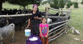 Yörüklerin geleneksel koyun kırkımı şölen havasında yapılıyor