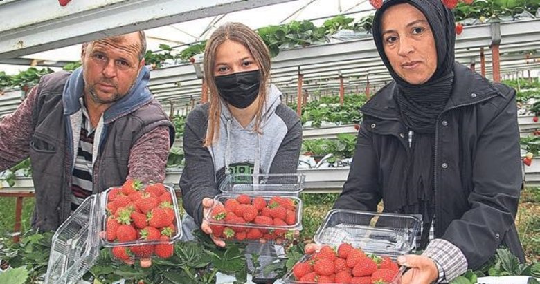 Çilek üretiminde yıllık 70 ton üretime ulaştılar