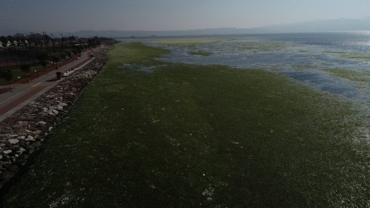 İzmir Körfezi’nde ürküten görüntü