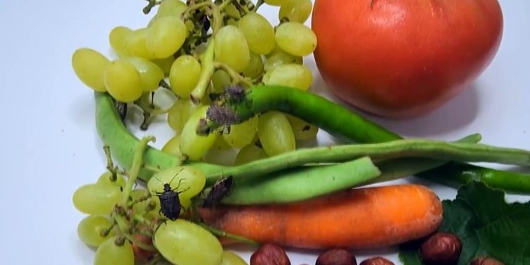 Aydın’a uyarı üstüne uyarı! Kokarca böceğine dikkat...