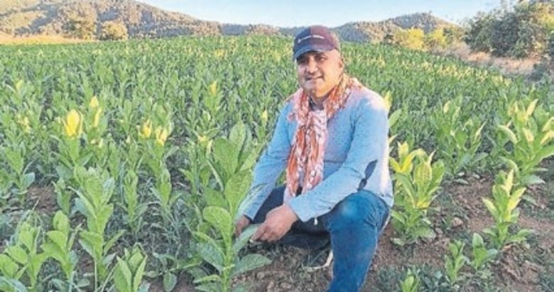 Sarıgöl’de tütün kırımı başladı