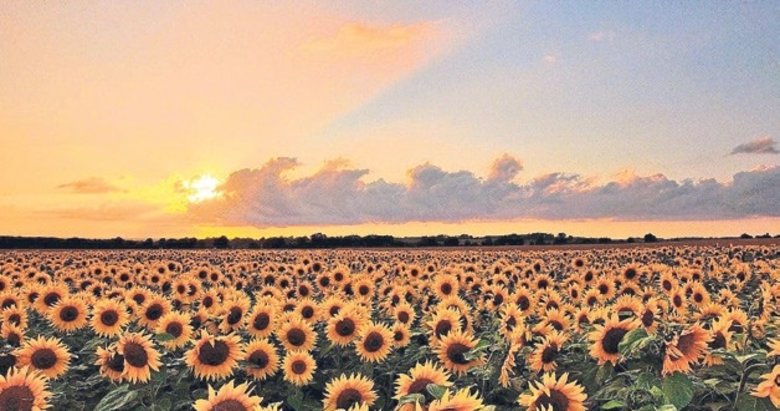 Yerli ayçiçeği tohumu dışa bağımlılığı azalttı