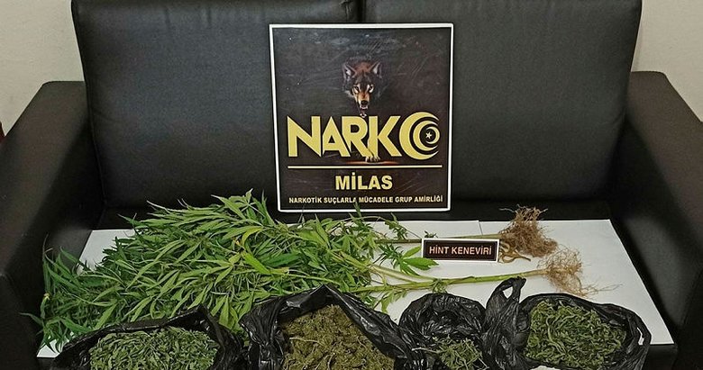 Saksıda kenevir yetiştirmiş