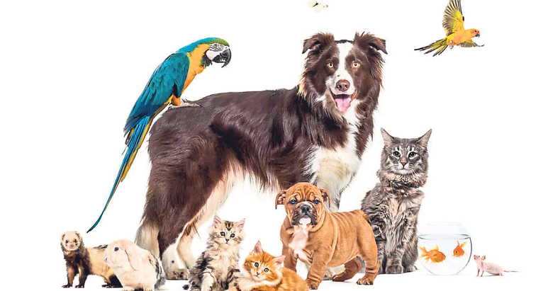 Evcil hayvan kaybı bazıları için insan kaybı kadar yıkıcı