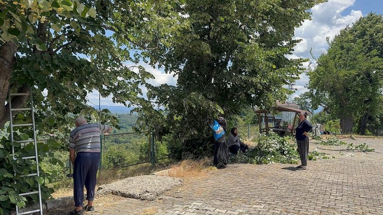 Kilosu 3 bin liraya kadar çıkıyor! Toplaması çok dikkat istiyor | Ihlamur hasadı başladı
