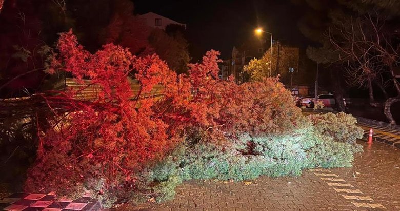 Çanakkale’de fırtına nedeniyle ağaç devrildi, yol kapandı