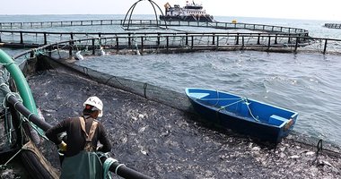 Türk havyarı yolda! 2027’de ihraç edilecek