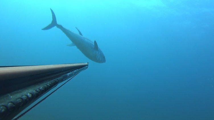 Çanakkale Boğazı açıklarında zıpkınla 100 kiloluk orkinos yakaladı!