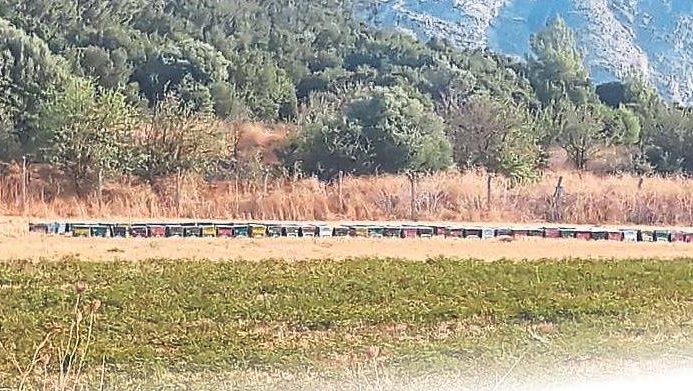 Arı kovanları vatandaşların kabusu oldu