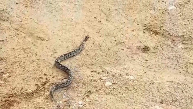 kusadasi nda seritli engerek yilanina