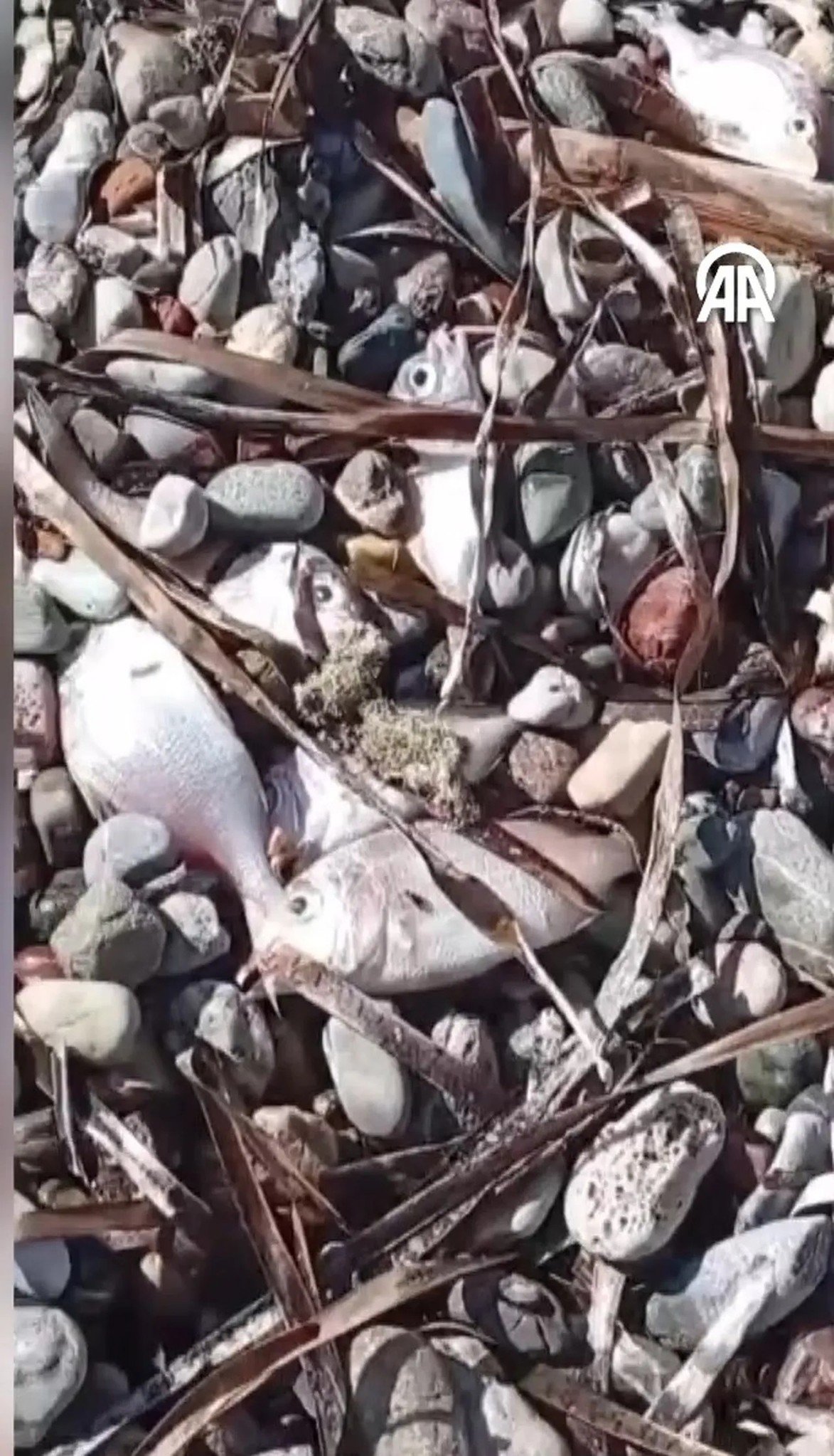 Muğla Datça'da ölü balıklar kıyıya vurdu! İnceleme başlatıldı