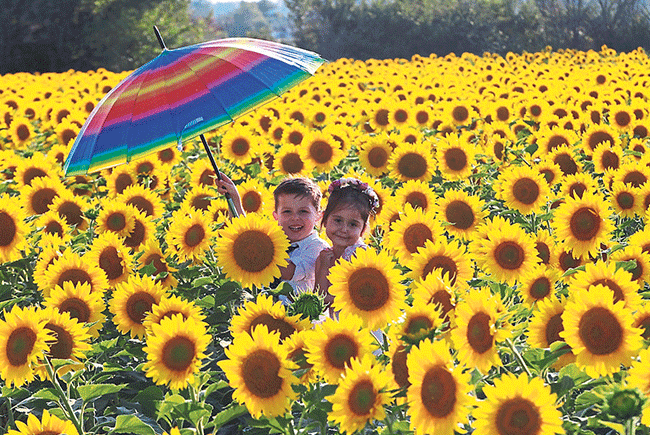 Türkiye’nin çiçek tarlaları