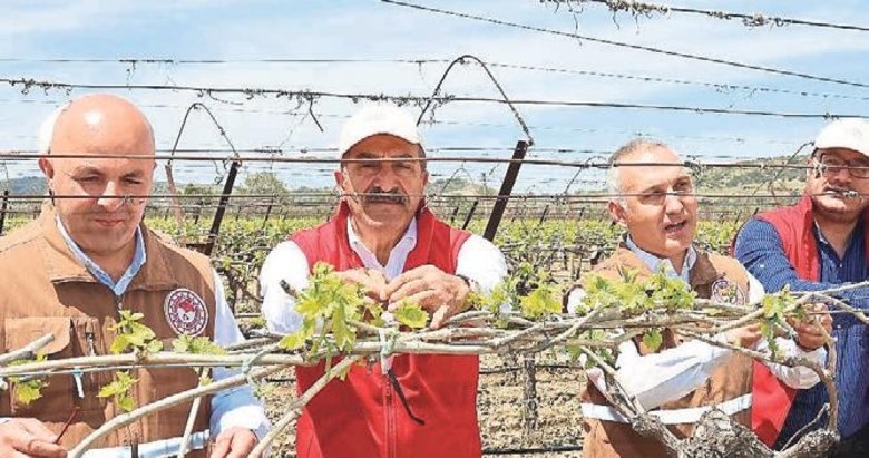 Dünya sofralarına kalıntısız Türk üzümü