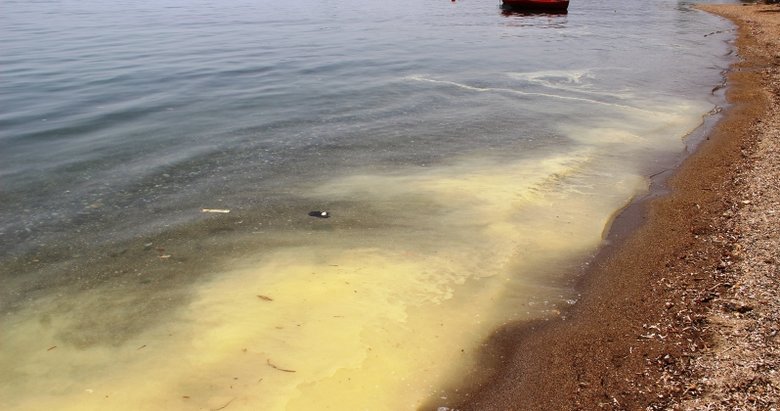 Bodrum’da sarı deniz paniği
