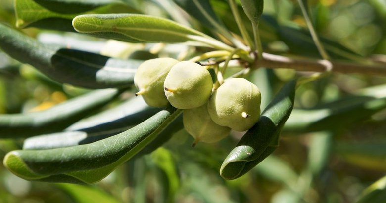 Kaparinin faydaları nelerdir?