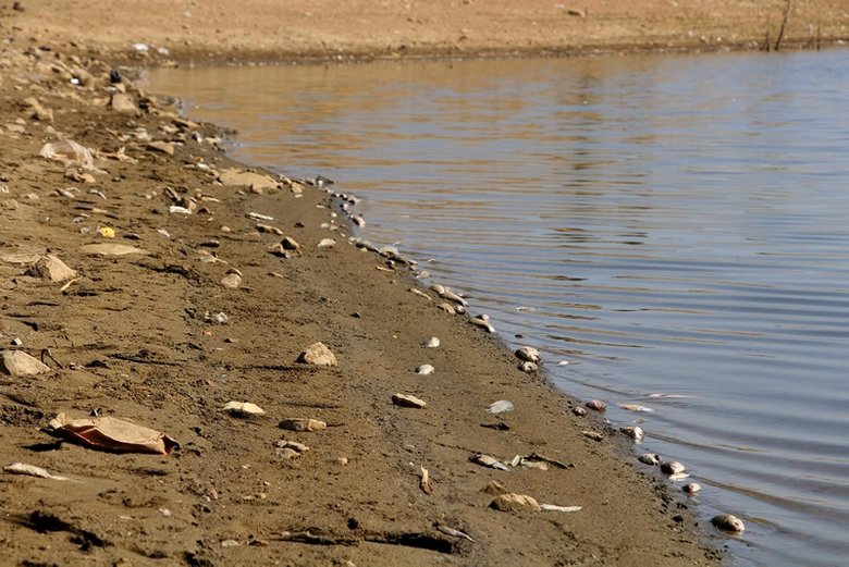 Kula Göleti’nde su çekildi, binlerce balık telef oldu
