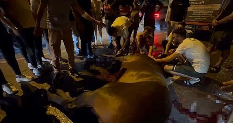 İzmir’de kamyonetten düşen atın bacakları kırıldı; sürücü atı bırakıp kaçtı