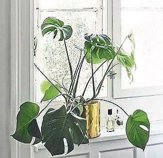 Banyom da yeşillensin diyenlere