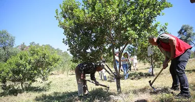 Muğla’da sakız hasadı zamanı
