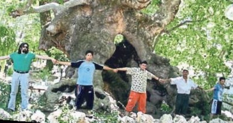 Ulu çınarın gölgesinde geçen 900 yıl