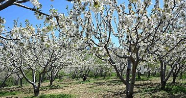 Manisa’nın coğrafi tescilli Demirci kirazında çiçeklenme başladı | Hedef 20 bin rekolte