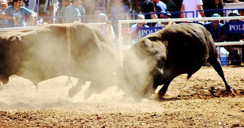 Osmanlı’dan gelen Yörük geleneği: Boğa güreşi!