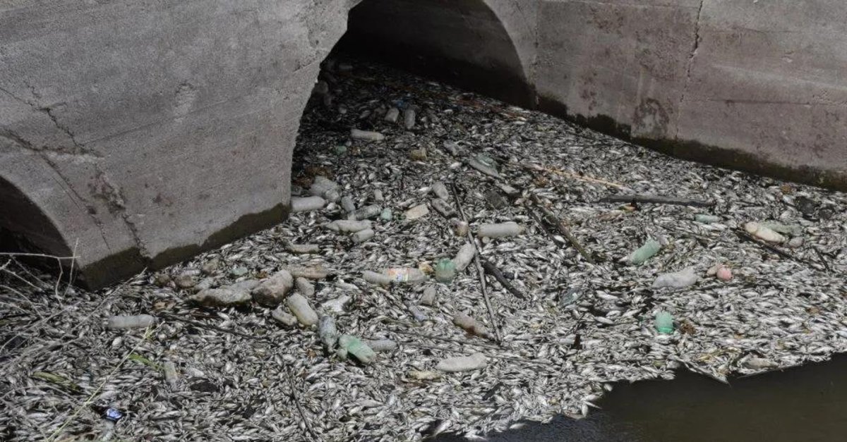 Turizmin gözdesi balık mezarlığına döndü