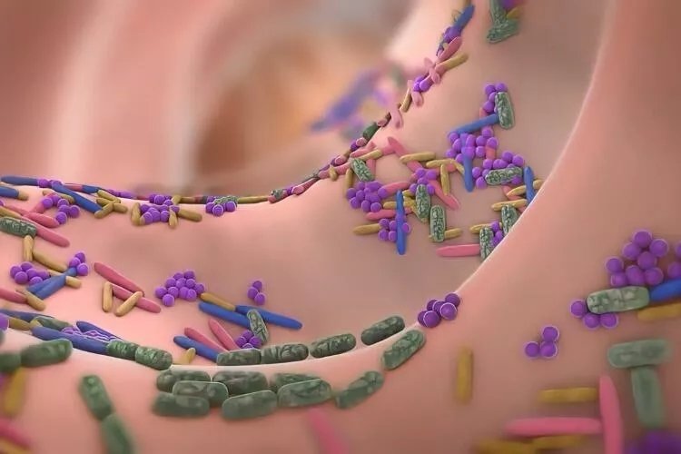 Probiyotik nedir, faydaları neler, ne işe yarar? Probiyotik içeren besinler hangileri?