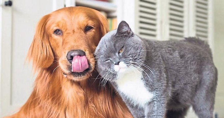 Evcil hayvan beslemek erken bunamayı önlüyor