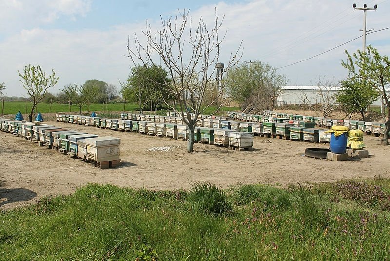 Manyas’ta arılar zehirli kimyasal atık su yüzünden telef oldu