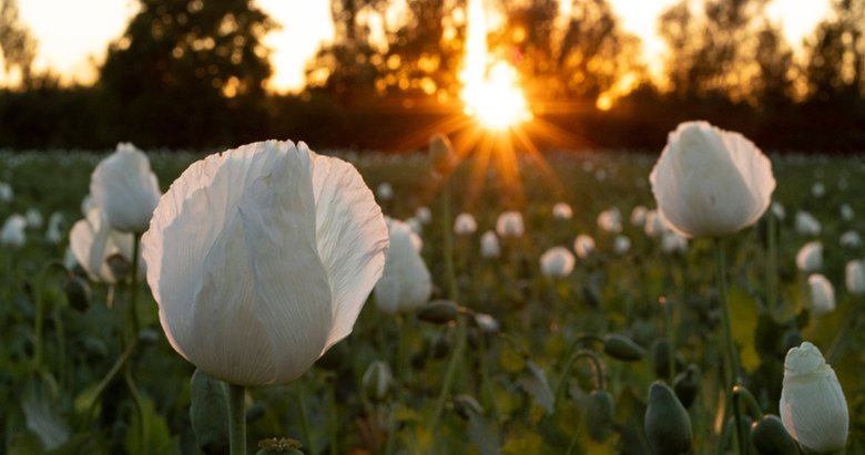 Afyonkarahisar’da haşhaş bitkisinin açan çiçekleri görenleri büyüledi
